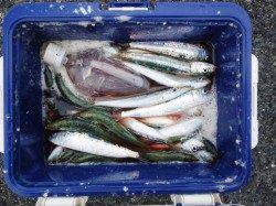 深日漁港のサビキ釣り　マイワシ釣れっぱなしでした♪