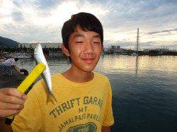 深日漁港のサビキ釣り　マイワシ釣れっぱなしでした♪