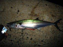 助松埠頭　ルアーでサゴシの釣果