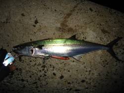 助松埠頭　ルアーでサゴシの釣果