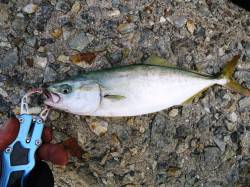 貝塚のツバス　例年よりサイズ小さめ