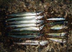 佐野漁港でサビキ&メタルジグ、サヨリが快釣