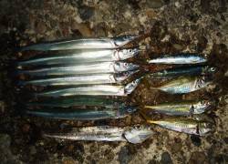 佐野漁港でサビキ&メタルジグ、サヨ…