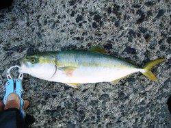 貝塚エリア、メタルジグでツバスをキャッチ