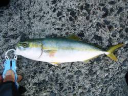 貝塚エリア、メタルジグでツバスをキャッチ