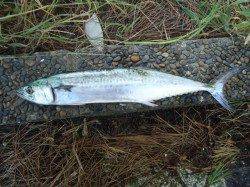 貝塚　ルアーでサゴシゲット！明るくなるとESO祭り