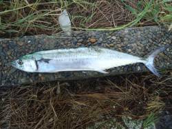 貝塚　ルアーでサゴシゲット！明るくなるとE…