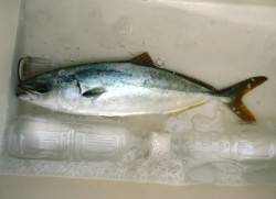 貝塚　ボトムをひたすら攻めてツバスがヒット…