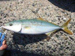 貝塚　朝のショアジギでツバス30cm