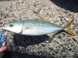 貝塚　朝のショアジギでツバス30cm