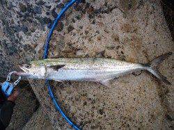 貝塚ショアジギング　今朝はイワシのボイル多し