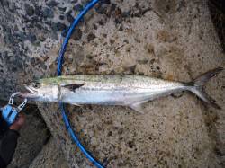 貝塚ショアジギング　今朝はイワシのボイル多…