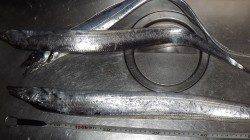 南芦屋浜でタチウオワインド、頻繁なアタリで楽しめました♪