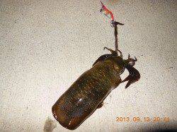 ズシッと重量感とジェット噴射！ 新浜漁港ライトエギング