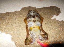 ズシッと重量感とジェット噴射！ 新浜漁港ライトエギング