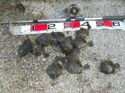 貝塚人工島へカワハギ釣りに行ってきました