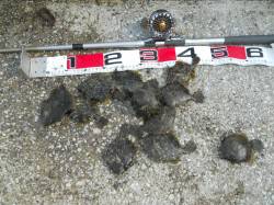 貝塚人工島へカワハギ釣りに行ってきました