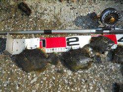 貝塚人工島へカワハギ釣りに行ってきました