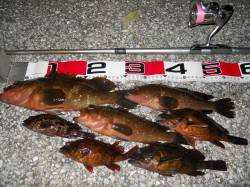 【高級魚のアコウも釣れました！】貝塚人工島…