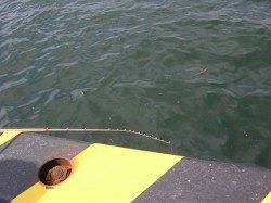 岡田浦漁港　朝6時からの釣りでカワハギ〜16cmの数釣り☆