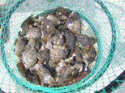 岡田浦漁港　朝6時からの釣りでカワハギ〜16cmの数釣り☆