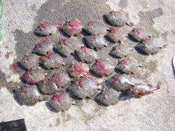 泉佐野で探り釣り　コツコツ探ってカワハギ25枚♪