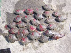 泉佐野で探り釣り　コツコツ探ってカワハギ2…