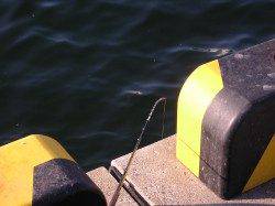 泉佐野で探り釣り　コツコツ探ってカワハギ25枚♪