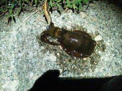 柴山港　夜9時からのエギングでアオリイカ4ハイ