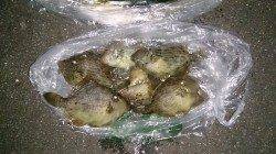 胴突きでカワハギ、アジとサバの時合は夕方の数分間でした