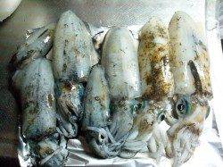 柴山港　エギングでアオリイカ☆サイズも段々大きくなってます！