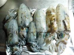 柴山港　エギングでアオリイカ☆サイズも段々…