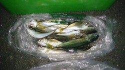 胴突きでカワハギ、アジとサバの時合は夕方の数分間でした