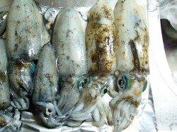 柴山港　エギングでアオリイカ☆サイズも段々大きくなってます！