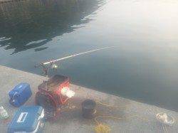 田村漁港　エサ取りが多い中で本命チヌがヒット