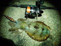 柴山港　夜9時からのエギングでアオリイカ狙い☆