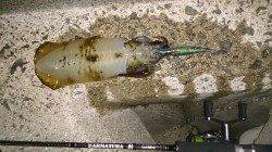 小島でエギング、１投目でアオリＧＥＴ！