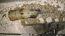 小島でエギング、１投目でアオリＧＥＴ！