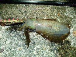 柴山港　夜9時からのエギングでアオリイカ狙い☆