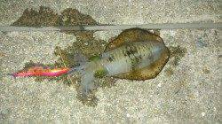 神戸空港でのエギング　潮止まり間近でパタパタと♪