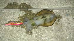 神戸空港でのエギング　潮止まり間近でパタパ…