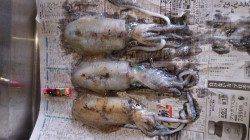 小島でエギング、１投目でアオリＧＥＴ！