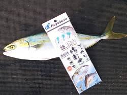 釣り場全体で ツバス・ハマチの釣果あり、と…