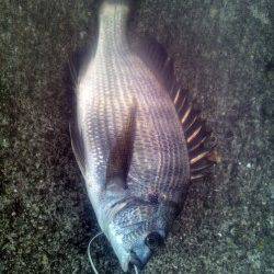 田村漁港　エサ取りが多い中で本命チヌがヒット