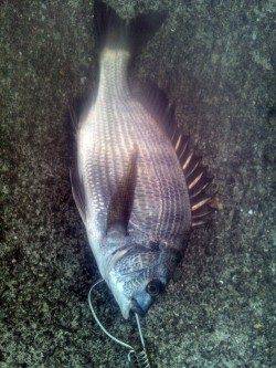 田村漁港　エサ取りが多い中で本命チヌがヒット