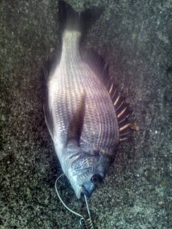 田村漁港　エサ取りが多い中で本命チヌがヒッ…