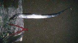 大津川尻で夕まずめ狙いのワインド釣行