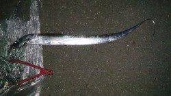 大津川尻で夕まずめ狙いのワインド釣行