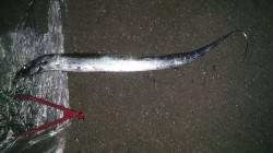 大津川尻で夕まずめ狙いのワインド釣行