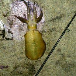 松江～藤江　19時からのナイトエギングで今季一の良型アオリイカ